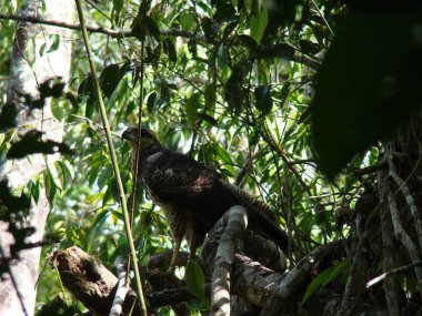 Birbirine dolanmış dallar üzerinde tetikte duran ve yoğun yeşil yapraklarla çevrili bir şahinin fotoğrafı. Yırtıcı kuş doğal ortamında gözlem davranışları sergiler. Avlanmak için gereklidir..