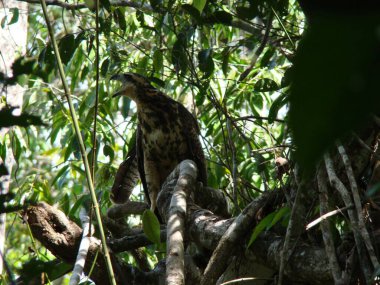 Benekli tüylü bir şahinin fotoğrafı yoğun bitki örtüsünün ortasındaki dallardan kendi bölgesini dikkatle gözlemliyor. Avcı dikkatli bir konumda avlanma davranışı sergiliyor..