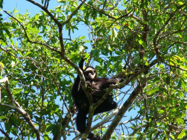 Siyah bir uluyan maymun (Alouatta caraya), mavi gökyüzünün altında yemyeşil yapraklarla çevrili, tropikal orman tepe örtüsü ve primat davranışları sergileyen yüksek bir ağaç dalında yaşar..
