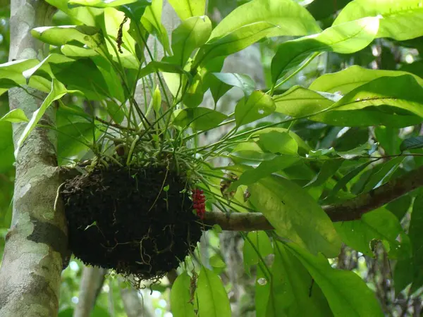 Yağmur ormanlarındaki bir ağaç dalında yetişen yemyeşil yapraklar ve küçük kırmızı böğürtlenlerle tropikal epifit doğal habitatında simbiyoz ve biyolojik çeşitlilik gösteriyor..