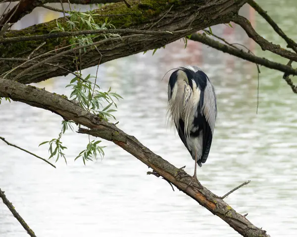 Gölün kenarında dinlenen bir balıkçıl. Yüksek kalite fotoğraf