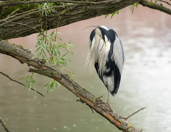 Gölün kenarında dinlenen bir balıkçıl. Yüksek kalite fotoğraf