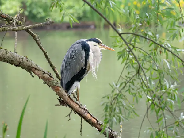 Gölün kenarında dinlenen bir balıkçıl. Yüksek kalite fotoğraf