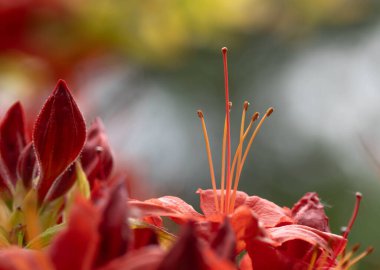 Güzellik Çiçeği 'nin Macro' su. Yüksek kalite fotoğraf