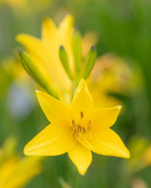 Güzellik Çiçeği 'nin Macro' su. Yüksek kalite fotoğraf
