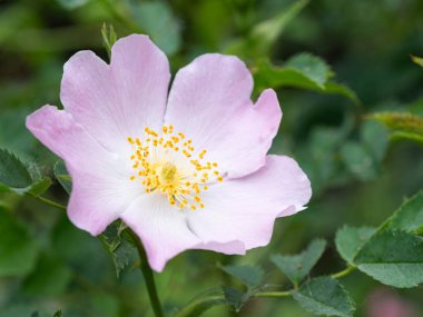 Güzellik Çiçeği 'nin Macro' su. Yüksek kalite fotoğraf