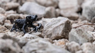 Alman Alplerinde Kara Alp Semenderi. Yüksek kalite fotoğraf