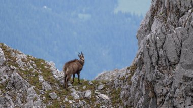 Zugspitze yakınlarındaki Alman Alplerinde Chamois. Yüksek kalite fotoğraf