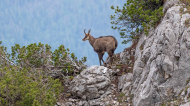 Zugspitze yakınlarındaki Alman Alplerinde Chamois. Yüksek kalite fotoğraf