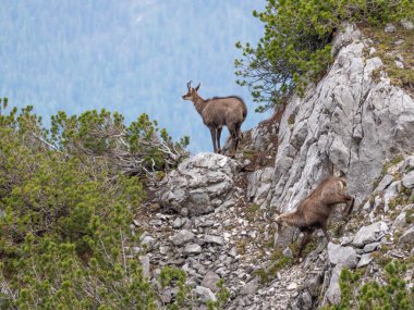 Zugspitze yakınlarındaki Alman Alplerinde Chamois. Yüksek kalite fotoğraf