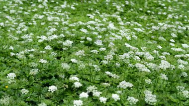 Yeşil Fields of White - Çiçekler. Yüksek kalite fotoğraf