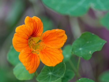 Güzellik Çiçeği 'nin Macro' su. Yüksek kalite fotoğraf