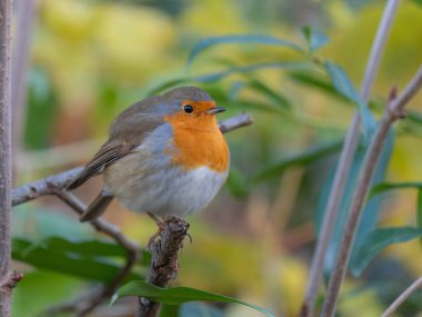 Green 'in önünde bir Robin portresi. Yüksek kalite fotoğraf