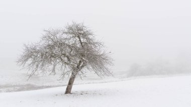 Sisli kışta yapayalnız ağaç. Yüksek kalite fotoğraf