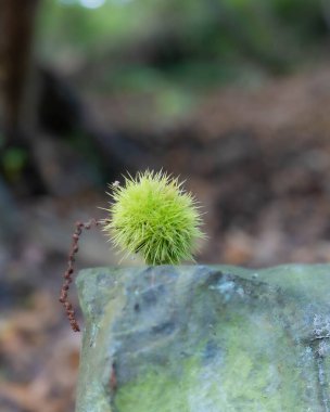 Alman Ormanının Büyüsü - Odun ve Yosun 'un Detayları. Yüksek kalite fotoğraf