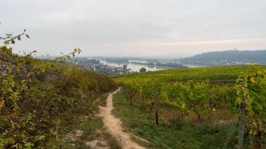 Sonbaharda Rhineland 'de yürüyüş parkurunda. Yüksek kalite fotoğraf