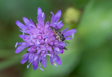 Yağmurlu güzel çiçek Makro 'su. Yüksek kalite fotoğraf