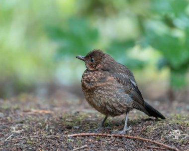 Blackbird Grass ile ilgileniyor. Yüksek kalite fotoğraf
