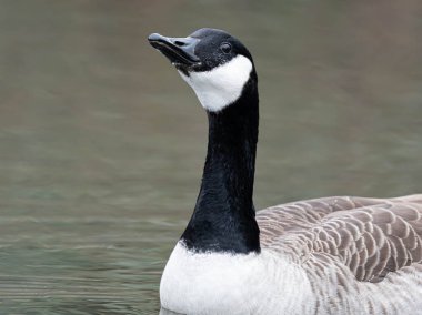 Küçük Kanada Kaz Bebek Sarı. Yüksek kalite fotoğraf