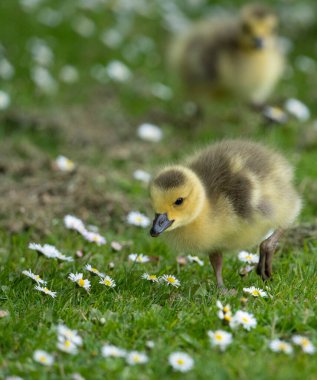 Küçük Kanada Kaz Bebek Sarı. Yüksek kalite fotoğraf