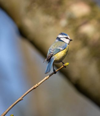 Blue Tit on a fine branch looking super cute. High quality photo