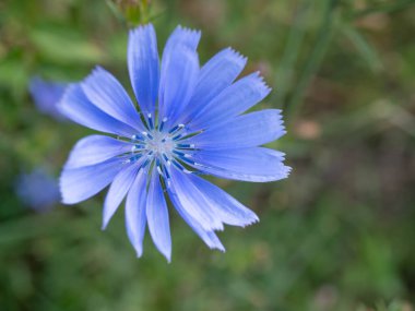 Gemeine Wegwarte - Güzel mavi çiçek. Yüksek kalite fotoğraf