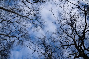 Ağaçların arasından Bulutlara bak. Yüksek kalite fotoğraf