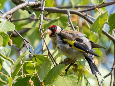 Huş ağacındaki ispinozun yakın çekimi. Yüksek kalite fotoğraf