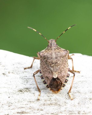 Kahverengi bataklık böceği Marmorierte Baumwanze Almanya. Yüksek kalite fotoğraf