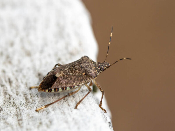 Brown marmored Stinkbug Marmorierte Baumwanze Germany. High quality photo