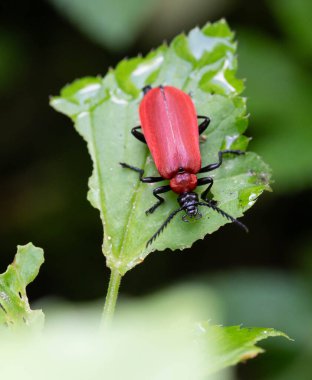 Islak yeşil bir yaprağın üzerinde oturan Caridnal Beetle. Yüksek kalite fotoğraf