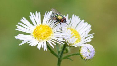 Goldfly, Güzel Beyaz Çiçekler 'in üzerinde oturuyor. Yüksek kalite fotoğraf