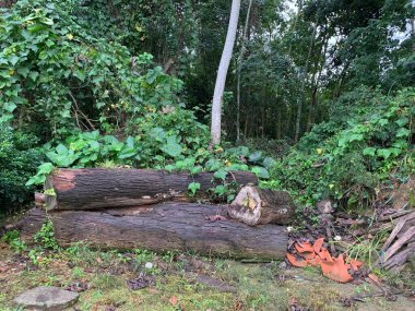 İnsan ve onun muhteşem doğaya müdahalesi.