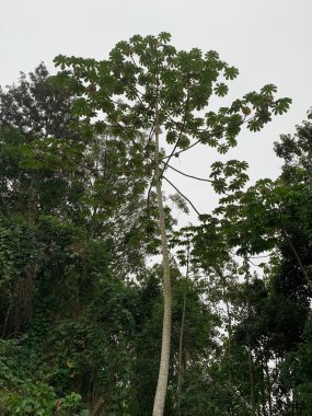 Canlı yeşil, doğanın ne kadar güçlü olduğunu hatırlatıyor..