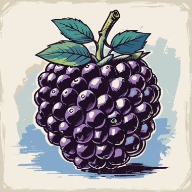 Grafik tasarımı için böğürtlen meyve vektör sanatı