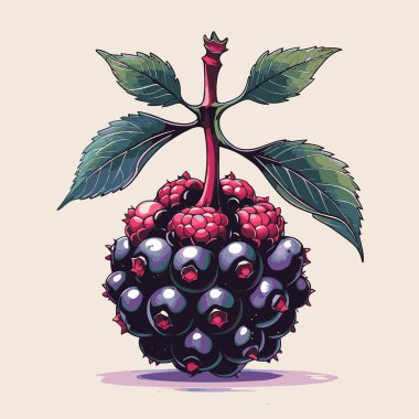 Tasarım için böğürtlen vektör sanatı