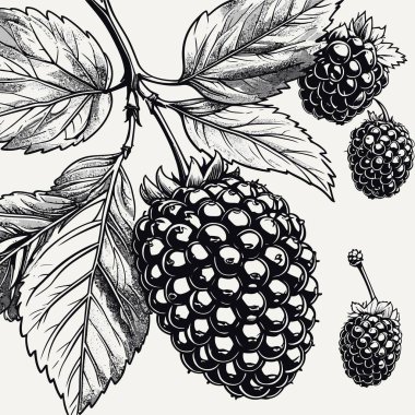 Tasarım için böğürtlen vektör sanatı