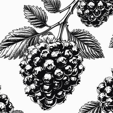 Tasarım için böğürtlen vektör sanatı