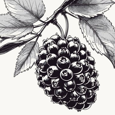 Tasarım için böğürtlen vektör sanatı