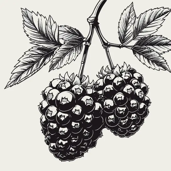 Tasarım için böğürtlen vektör sanatı