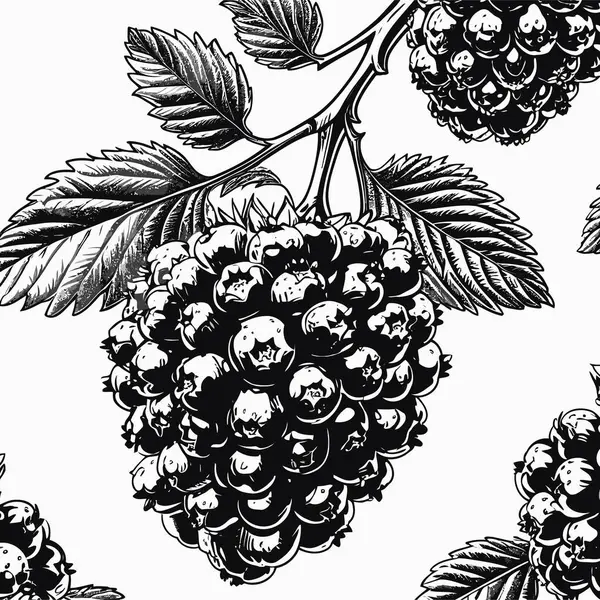 Tasarım için böğürtlen vektör sanatı