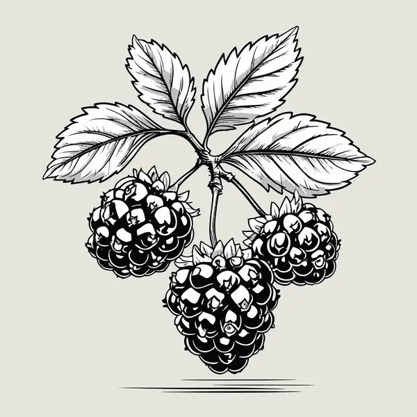 Tasarım için böğürtlen vektör sanatı