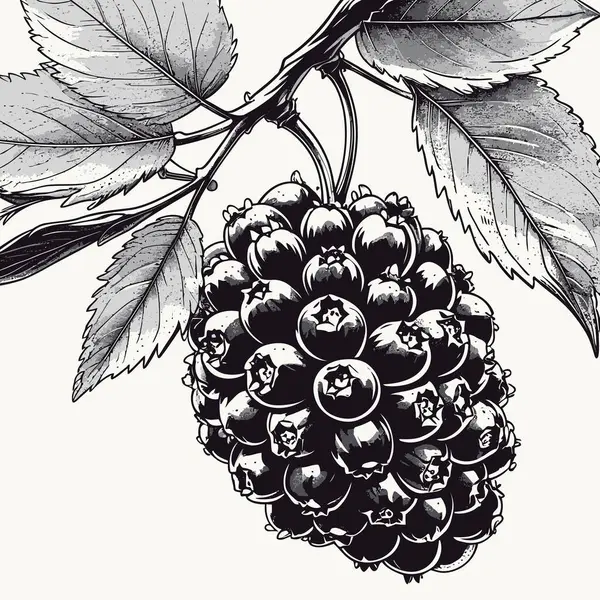 Tasarım için böğürtlen vektör sanatı