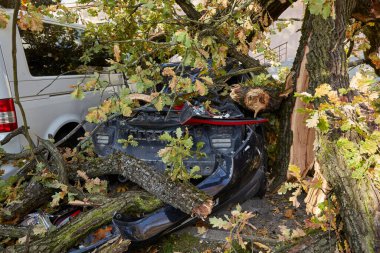 10 Ekim 2021, Riga Letonya: Şiddetli bir rüzgar yakındaki park halindeki bir arabanın üzerine düşen bir ağacı kırdı.