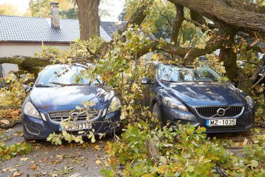 10 Ekim 2021, Riga Letonya: Şiddetli bir rüzgar yakındaki park halindeki bir arabanın üzerine düşen bir ağacı kırdı.
