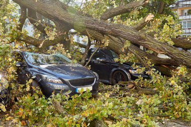 10 Ekim 2021, Riga Letonya: Şiddetli bir rüzgar yakındaki park halindeki bir arabanın üzerine düşen bir ağacı kırdı.