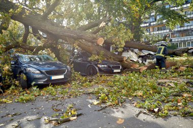 10 Ekim 2021, Riga Letonya: Şiddetli bir rüzgar yakındaki park halindeki bir arabanın üzerine düşen bir ağacı kırdı.
