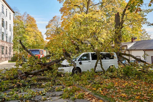 stock image October 10, 2021,Riga Latvia: a strong wind broke a tree that fell on a cars parked nearby, disaster background