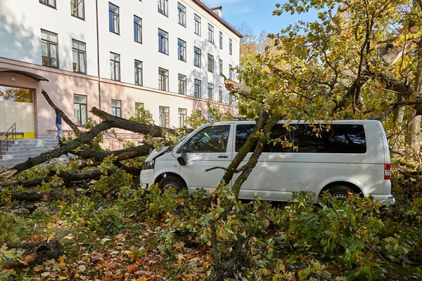 stock image October 10, 2021,Riga Latvia: a strong wind broke a tree that fell on a cars parked nearby, disaster background