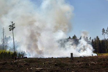 12 MAY 2023, Riga, Letonya: yangını söndürmek ormanı yok etti
